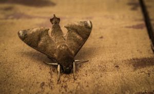 Spriječite napad moljaca na garderobu: Učinkoviti savjeti za borbu protiv insekata