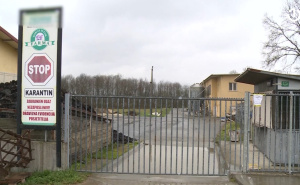 Zabrana izvoza iz BiH: Ptičija gripa zaustavila piletinu ka EU, gubici ogromni