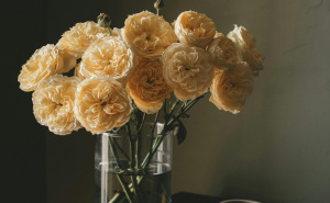 Svi imaju savjete za svježe ruže u vazi, ali samo jedan trik daje rezultate: Stavite ovo u vodu