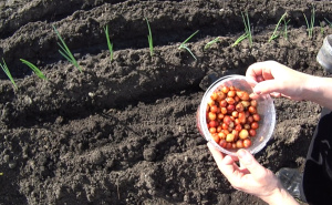 Vrtlari ne kriju oduševljenje: Kineski trik za sadnju luka daje duplo veći rod
