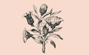 Testirajte svoj IQ: Možete li pronaći šest lica skrivenih u cvijeću?