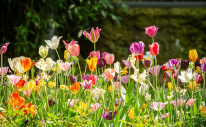 Postoji rješenje: Šta uraditi kada vam se tulipani saviju?
