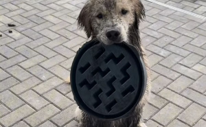 Zlatni retriver oduševio korisnike interneta: "Možda bi trebao dobiti posao vrtlara"