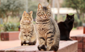 Naučnici otkrili iznenađujuću vezu između mačaka i ljudi oboljelih od raka