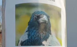 Urnebesan oglas u susjedstvu: U Zagrebu nestala vrana Dubravka, često gakće, nemojte biti grubi