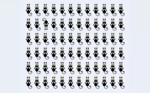 Mozgalica za oštro oko: Koja mačka je drugačija?