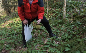 Izuzetno vrijedan: Ova vrsta luka je svugdje prisutna po našim šumama, vani ga plaćaju i do 12 eura