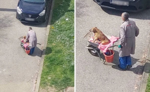 Dirljiv prizor iz susjedstva: Pas više ne može hodati pa ga vlasnik svaki dan vozi na livadu