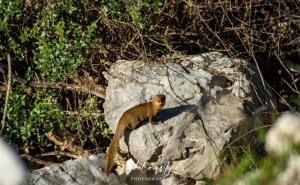 Neuobičajeni susret u Hutovom blatu: Snimljen mali indijski mungos