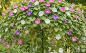 Ne bacajte stari kišobran: Hit trik koji ga pretvara u cvjetni ukras i prirodni hlad