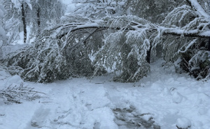 Krajina pod snijegom: U Bihaću nestanci struje, u Cazinu drvo palo na cestu 