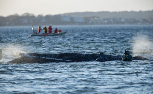 Napeto na Baltičkom moru: Nasukani kit zabrinuo spasioce i biologe