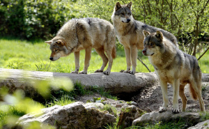 Teška odluka u Engleskoj: Uspavan cijeli čopor vukova