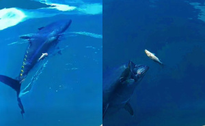 Neobičan prizor kod Neuma: Mlada tuna prilazila čamcu i uzimala hranu od ribara