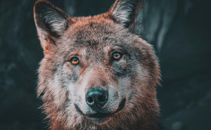 Napad u Njemačkoj: Vuk ugrizao ženu u centru Hamburga