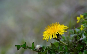 Kako ukloniti maslačak sa vašeg travnjaka: Jednostavno i efikasno rješenje