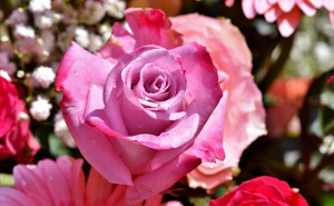 Spriječite pojavu crnih pjega na ružama: Poznata vrtlarica otkriva tajnu