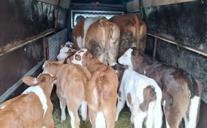 Krave što dadnu, to i potroše: Mladi farmer iz Laktaša prodaje stoku da vrati dugove