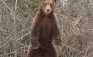 Oči u oči s medvjedom: "Radoznalo se podignuo na stražnje noge. Nevjerovatno!"