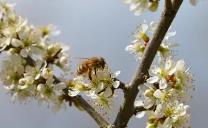 April je najteži mjesec za pčele: Pomozimo im na ovaj način koji ne košta ništa, a znači mnogo