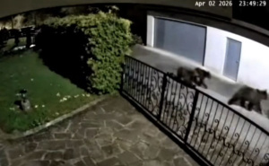 Mještani sela kod Travnika u strahu: Medvjedi razvaljuju košnice i hodaju oko kuća