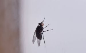 Prirodna metoda za borbu sa insektima: Pogledajte šta savjetuje poznata stručnjakinja