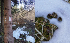 Upozorenje za stanovnike: Medvjedica s mladima sišla do Jarčedola