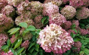 Pravilna metoda za orezivanje hortenzija: Upute za početnike