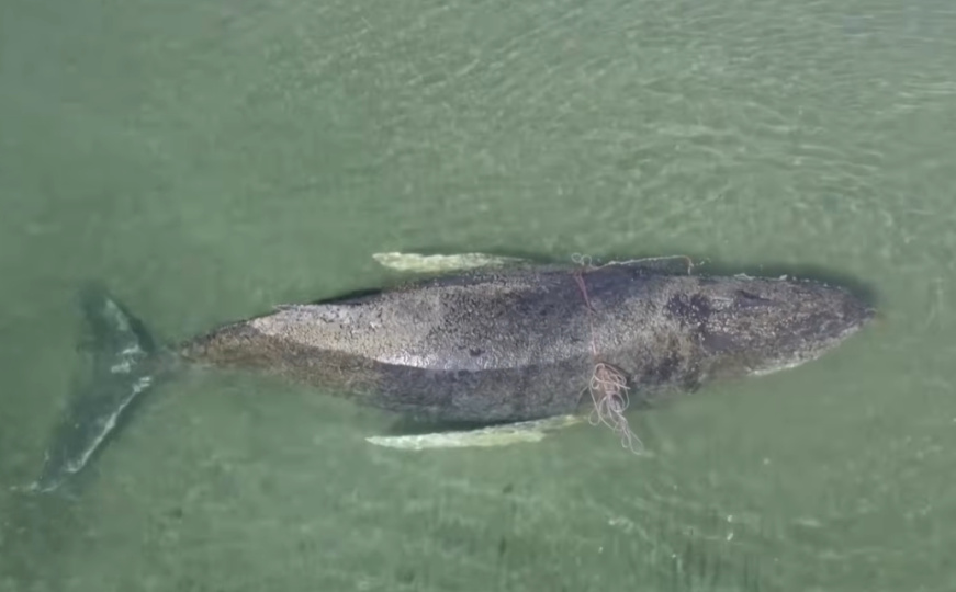 Spasioci će pokušati još jednom da izvuku nasukanog kita iz Baltičkog mora