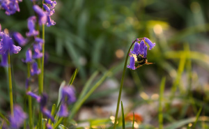 Kako uzgajati i njegovati zvončiće: Mali trikovi za bujan i zdrav proljetni vrt