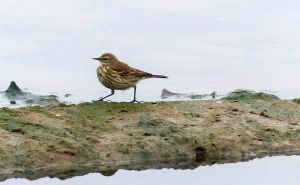 Ne bacajte stare tetrapake: Iskoristite ih kako bi pomogli pticama