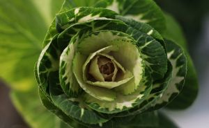 Genijalan trik u kuhinji: Kuharske tajne koje će od kupusa napraviti deliciju