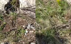 U bh. susjedstvu snimljen rijetki 'ples' poskoka: "Na ovome bi nam zavidio National Geographic"