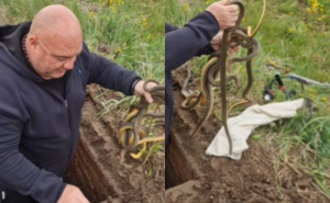 Ovaj prizor nije za svakoga: Ljudi zavirili u šaht i pronašli šest zmija