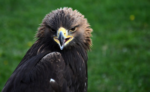 Povratak kralja neba: Zlatni orao bi nakon 150 godina mogao ponovo letjeti Engleskom