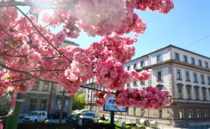 Ambasada Japana za Radiosarajevo. ba otkriva: Zašto je sakura više od lijepog cvijeta?