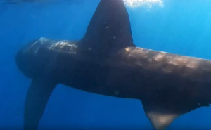 Kamera snimila: Mislio da je dupin, a onda se pojavila peraja i div od sedam metara u Jadranu