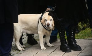 Labradorica Duška Vujoševića rastužila sve: Tužnim pogledom ga ispratila na vječni počinak