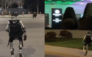 U Varšavi, robot se bori protiv divljih svinja: Video koji je oduševio društvene mreže