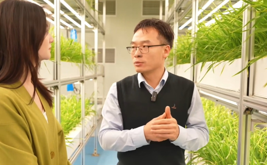 Revolucija u poljoprivredi: Farma u Kini na 100 kvadratnih metara proizvodi 50 tona salate godišnje