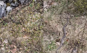 Opasnost za građane: Povećan broj zmija u ovom dijelu BiH