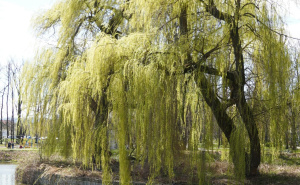 Vrba može uništiti vaše instalacije, nipošto je nemojte saditi na ovim mjestima