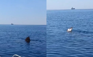 Pogledajte video: Snimljena golema psina u Jadranskom moru