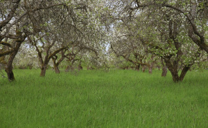 Velika greška koju mnogi prave u voćnjaku: Zašto još ne treba kositi travu oko voćki?