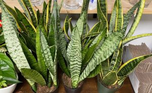 Biljka koja "oprašta" greške: Neuništiva i mnogima omiljena ova ljepotica savršena je za početnike