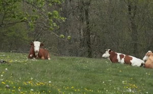 Mljekari u Bosanskoj Krajini pred jednom od najtežih godina u posljednjoj deceniji