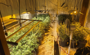 Policijska akcija u Sarajevu: Uhapšena 31-godišnjakinja, pronađeno 5 laboratorija za uzgoj marihuane