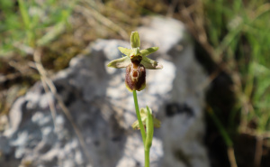 Čudesno otkriće u BiH: Rijetka orhideja otkrivena na području Blagaja