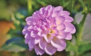 Uzgoj dalija nikad jednostavniji: Uradite ovo i brže će rasti