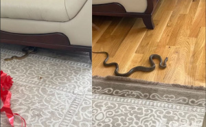 Mostarki na proslavu došao nepozvan gost: U vrećici "zašuškala" zmija